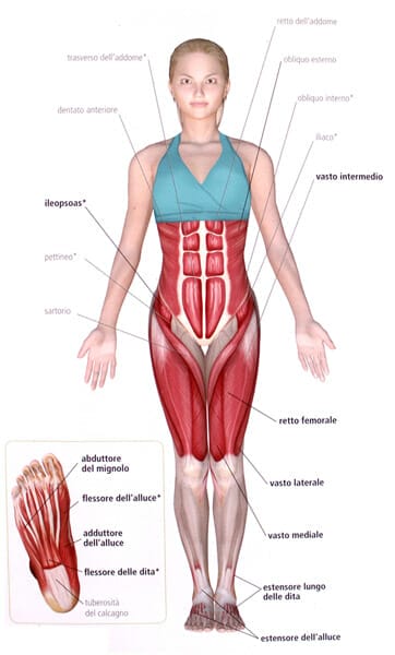 Anatomia-tadasana